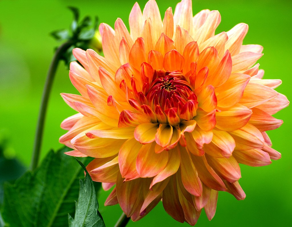 🌳 나루오하마 임해공원 (남지구) (나루오하마 린카이 코엔 미나미 치쿠) 이미지 8